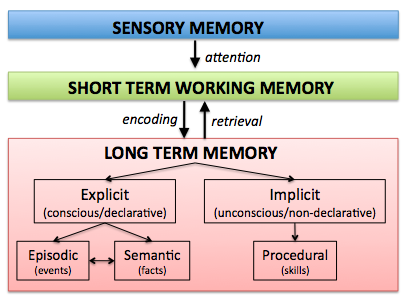 Long term memory versus sensory and short term memory
